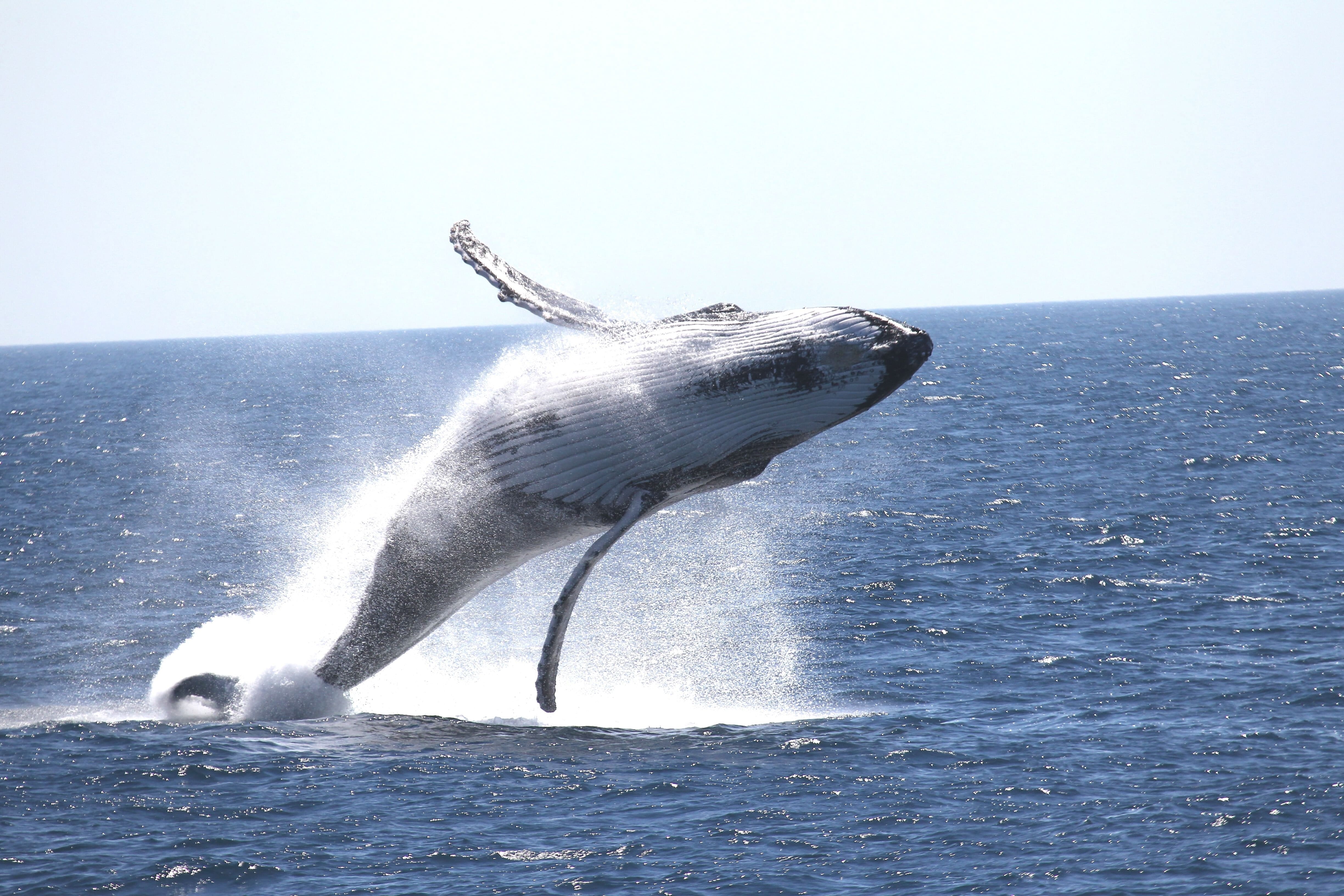 Spot humpback whales on their yearly migration along coastlines of Western Australia, off Hillarys Boat Harbour.